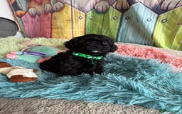 Cavapoo dogs for sale: F1 TOY Cavapoo puppies available  - Image 2