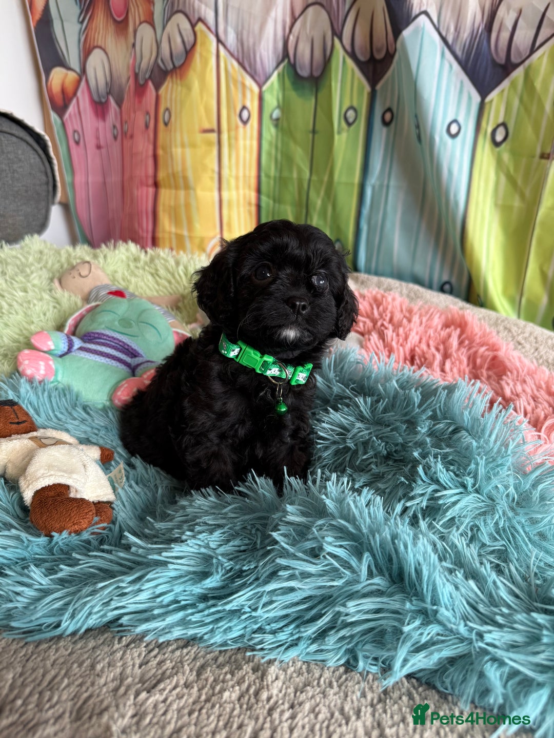 Cavapoo dogs for sale: F1 TOY Cavapoo puppies available  - Image 2