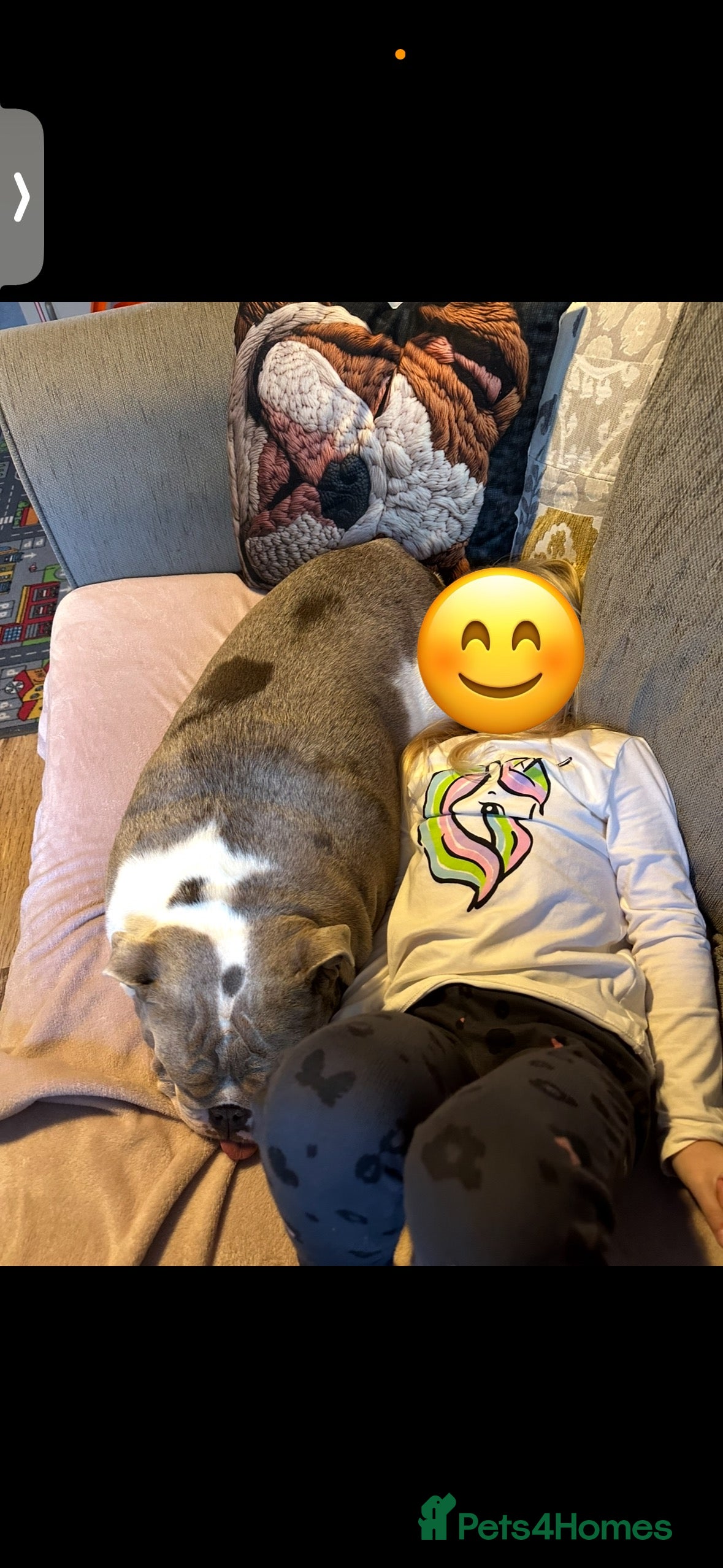 English Bulldog dogs Bella Baby - Advert 3