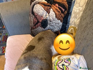 English Bulldog dogs - Advert 11