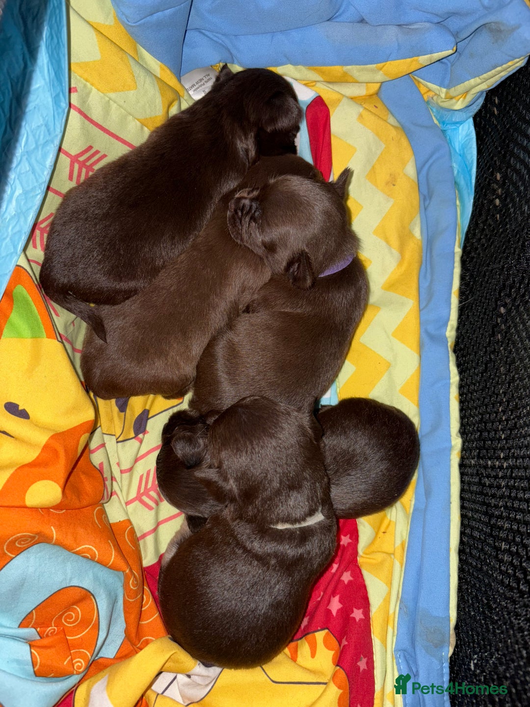 Chihuahua dogs for sale: Beautiful baby chihuahua pups - Image 1