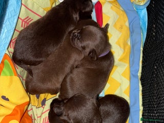 Chihuahua dogs for sale - Advert 1