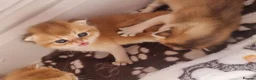 British Shorthair cats for sale: Pedigree Golden British Shorthair kittens - Advert 17