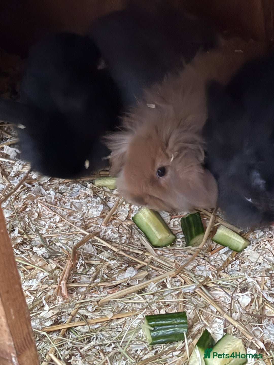Mini Lop rabbits for sale: Mini lop baby rabbits for sale. - Advert 8