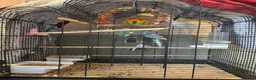 Budgerigars birds for sale: 2x budgie bird - Advert 5