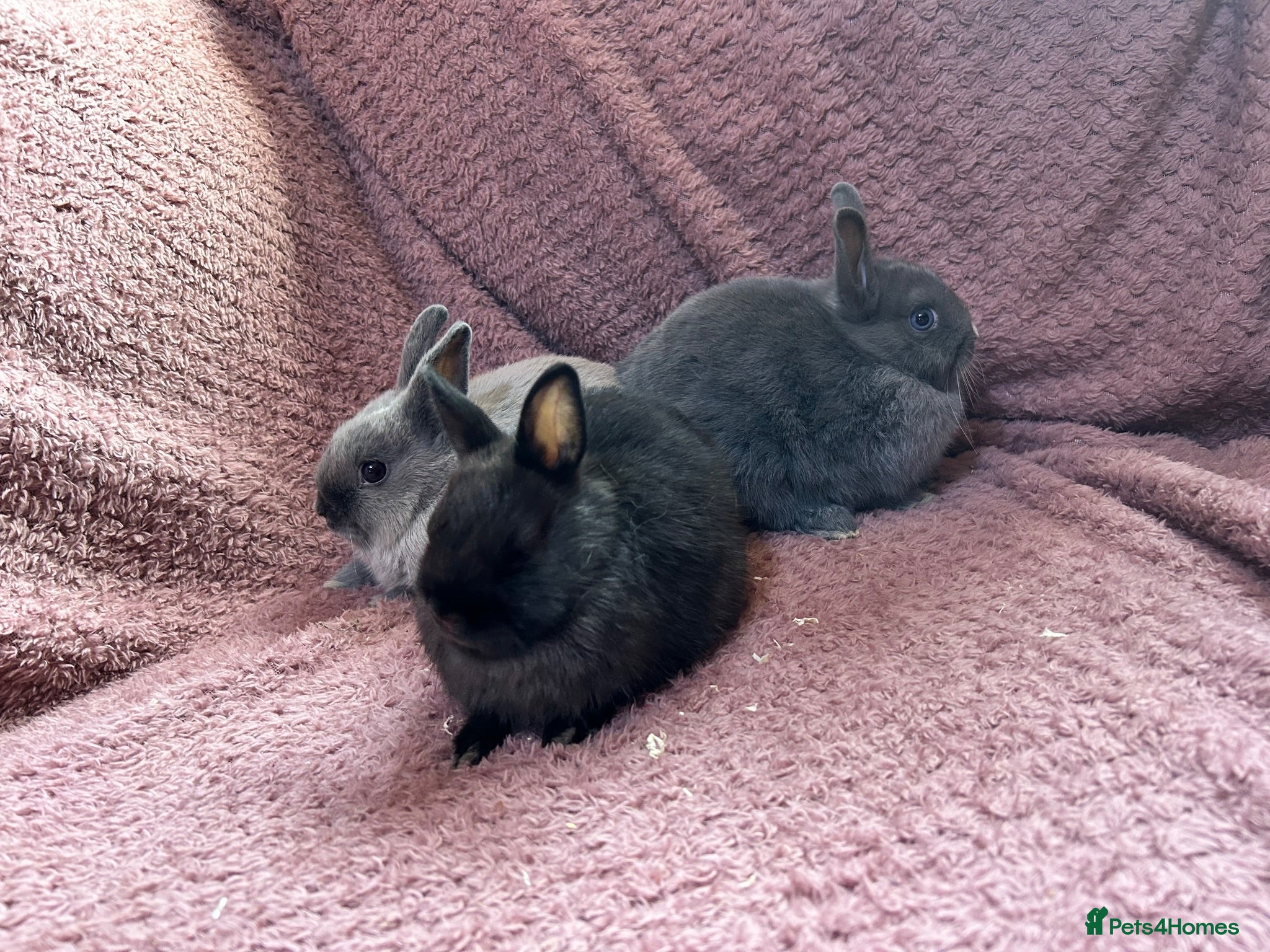 Netherland Dwarf rabbits Netherland Dwarf Baby Rabbits  - Advert 2