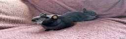 Netherland Dwarf rabbits for sale: Netherland Dwarf Baby Rabbits  - Advert 2