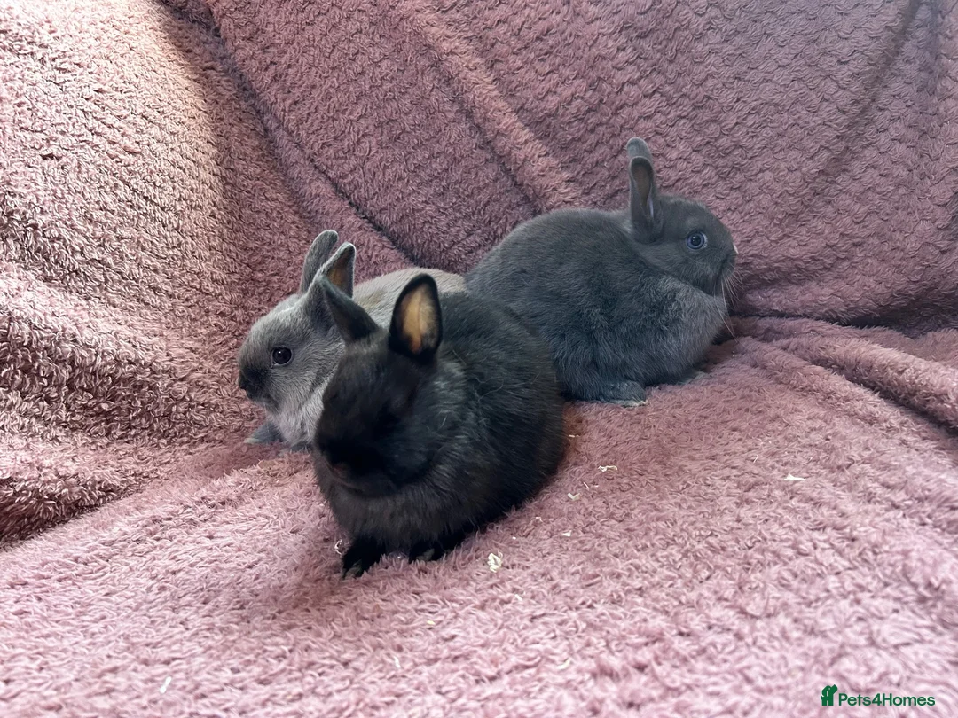 Netherland Dwarf rabbits for sale: Netherland Dwarf Baby Rabbits  - Advert 2