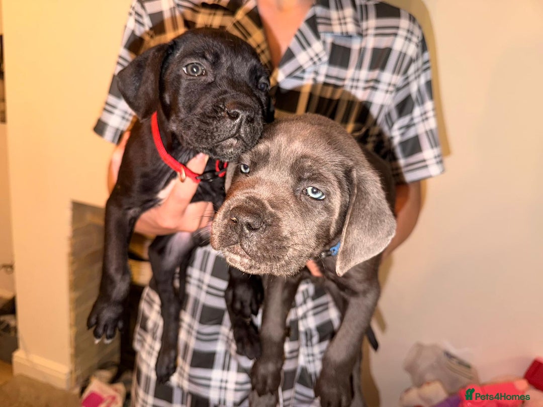 Cane Corso dogs for sale: Pure breed Cane corso puppies  - Advert 4