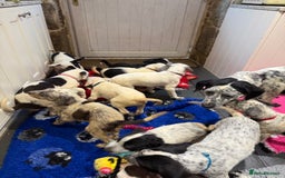 Mixed Breed dogs for sale: Collie x Dalmatian Puppies - Advert 5