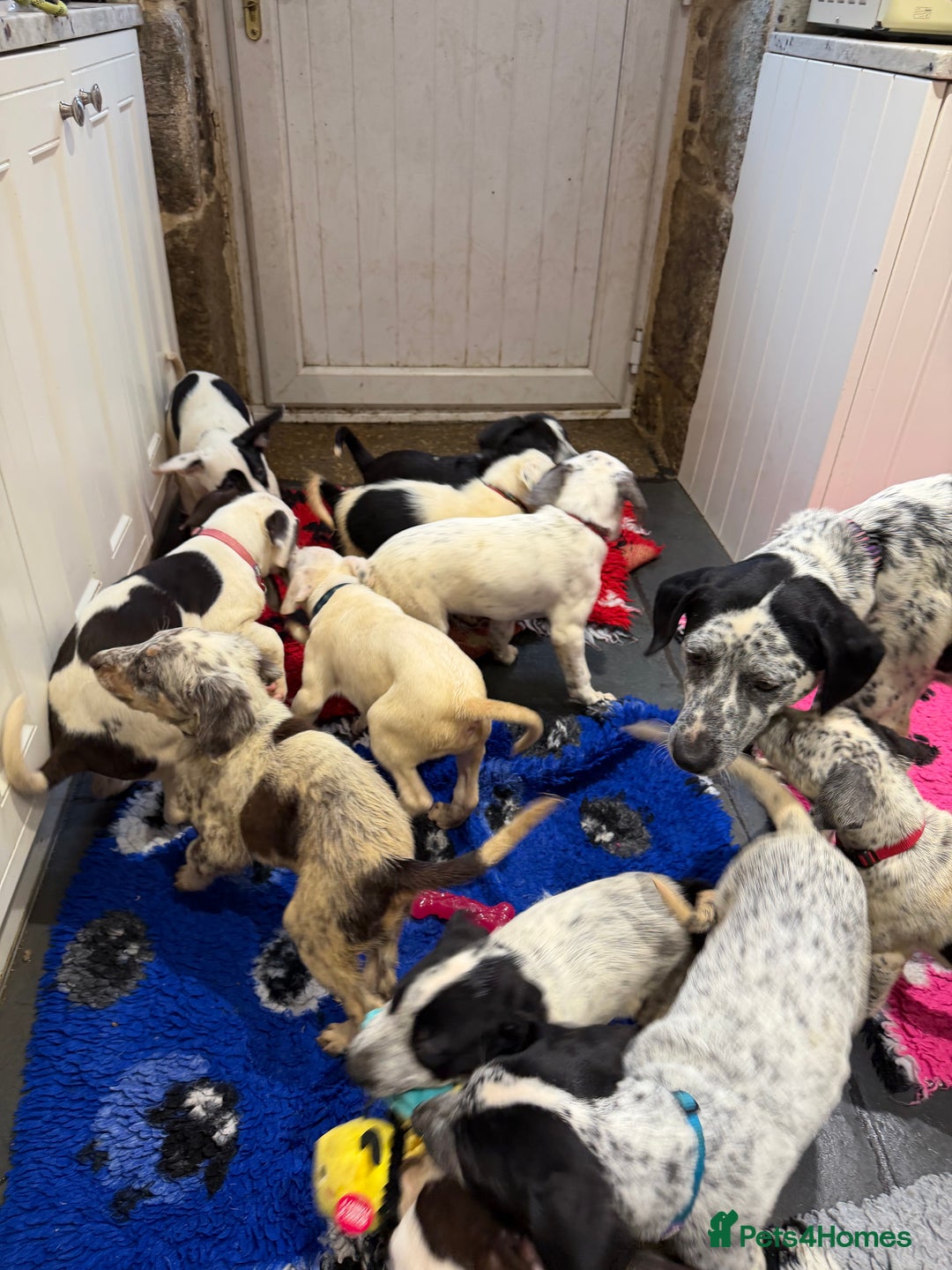 Mixed Breed dogs for sale: Collie x Dalmatian Puppies - Advert 5