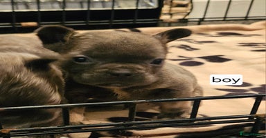 French Bulldog dogs - Advert 16