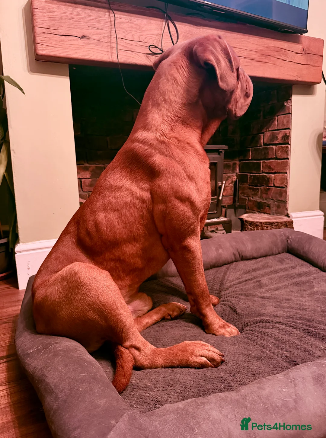 Dogue De Bordeaux dogs for stud: STUD Dogue de Bordeaux  - Advert 2