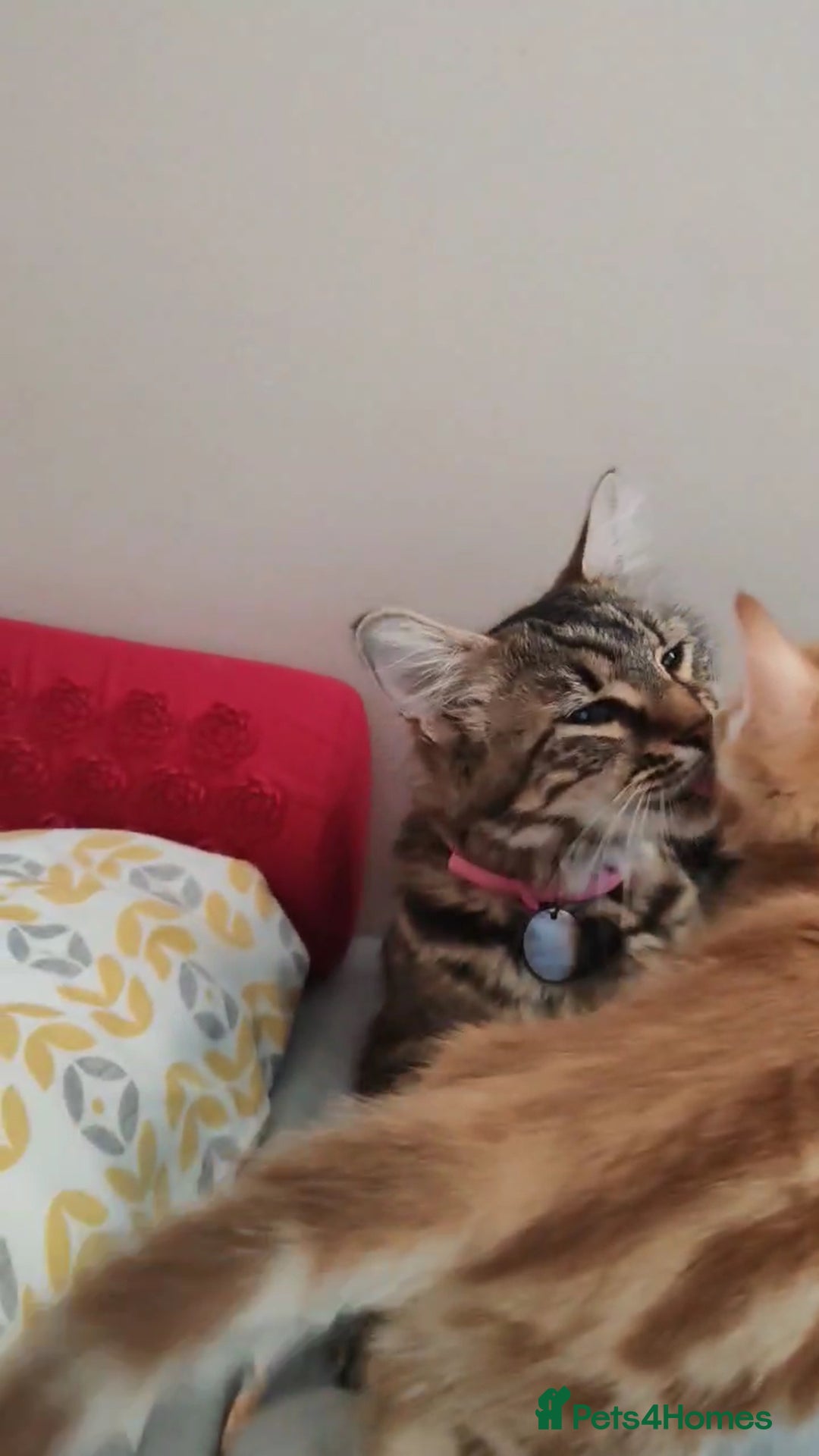 Domestic Shorthair cats for sale: Sweet Ginger Prince - Image 12