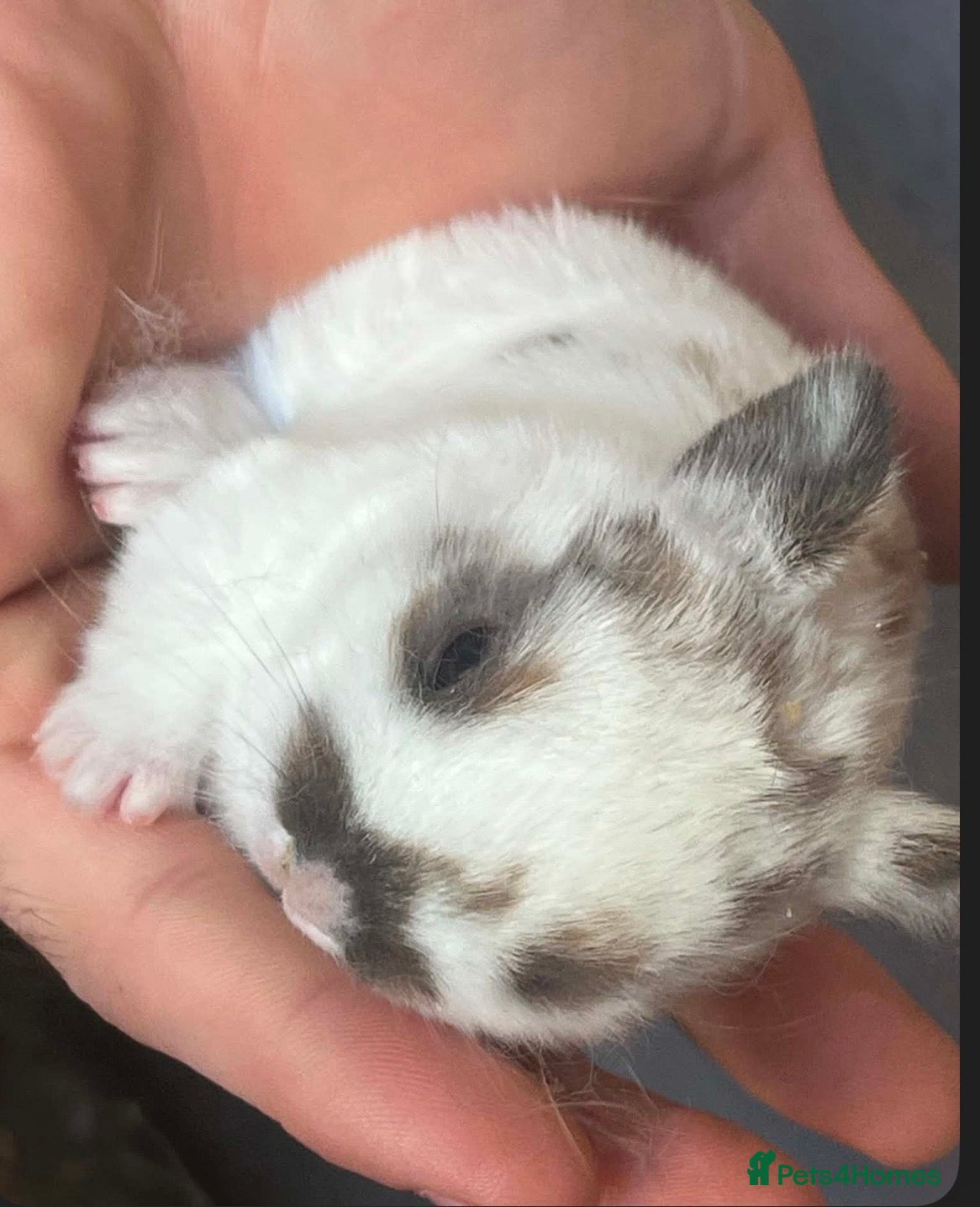 Mini Lop rabbits Mini lops  - Advert 1