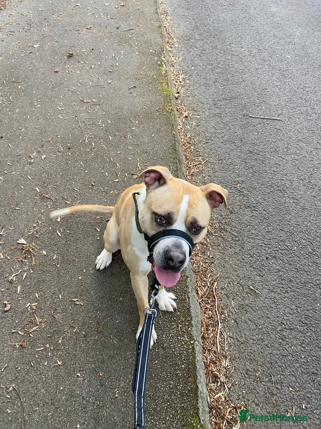 American Bulldog dogs for sale: Loki (American Johnson bulldog) - Advert 1