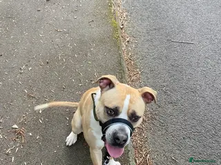 American Bulldog dogs Loki (American Johnson bulldog) - Advert 14