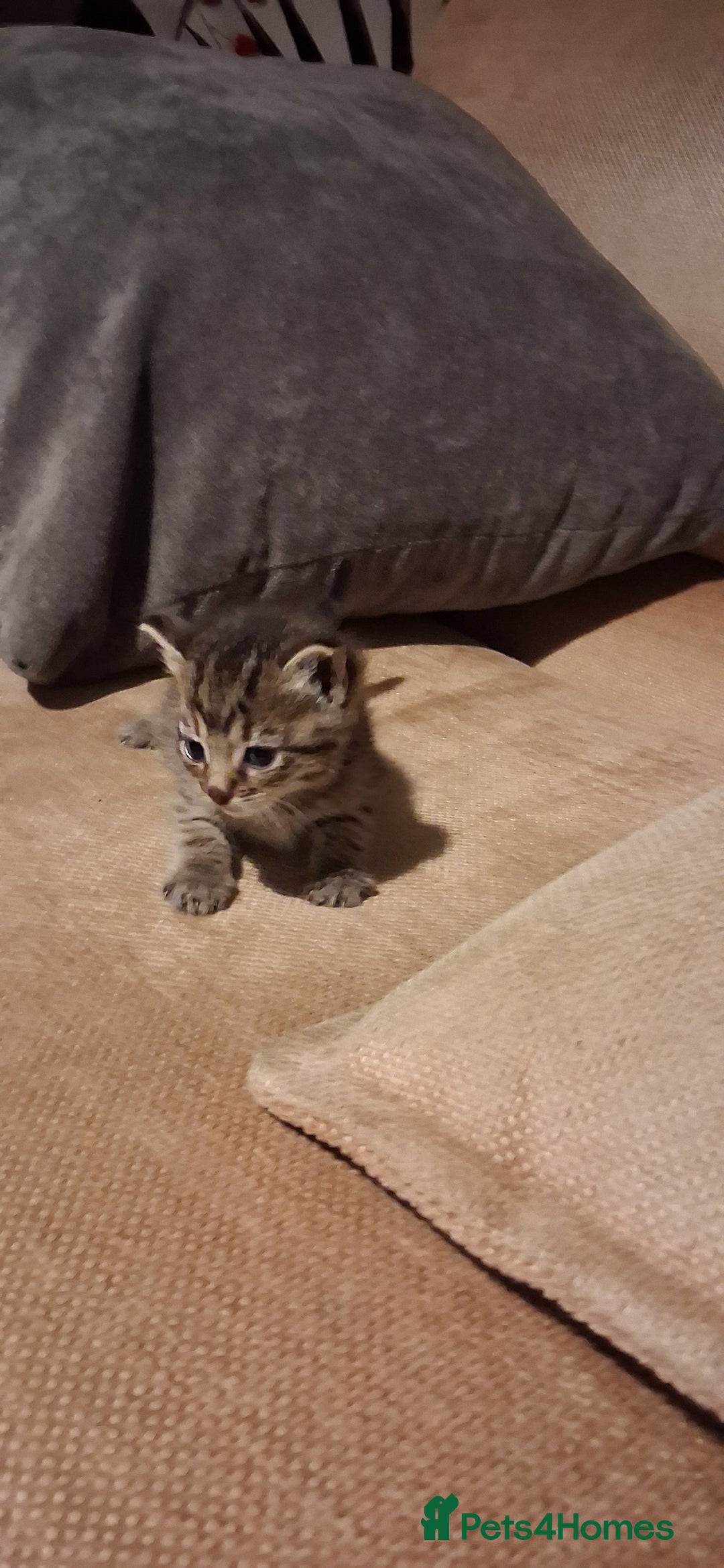 British Shorthair cats for sale: Gorgeous must have kittens  - Image 6