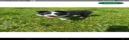 Border Collie dogs for sale: 13 week old male border collie  - Advert 3