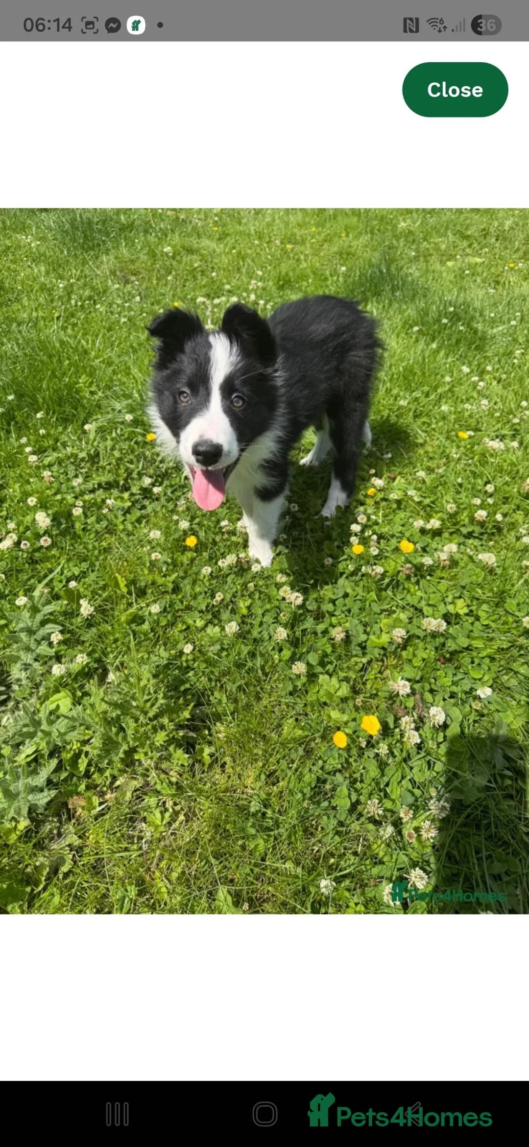 Border Collie dogs for sale: 13 week old male border collie  - Advert 3