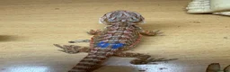 Bearded Dragon reptiles for sale: Stunning baby bearded dragons £100 ONO  - Advert 26
