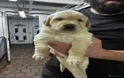 Goldador dogs for sale: Beautiful Goldador Puppies  - Image 2