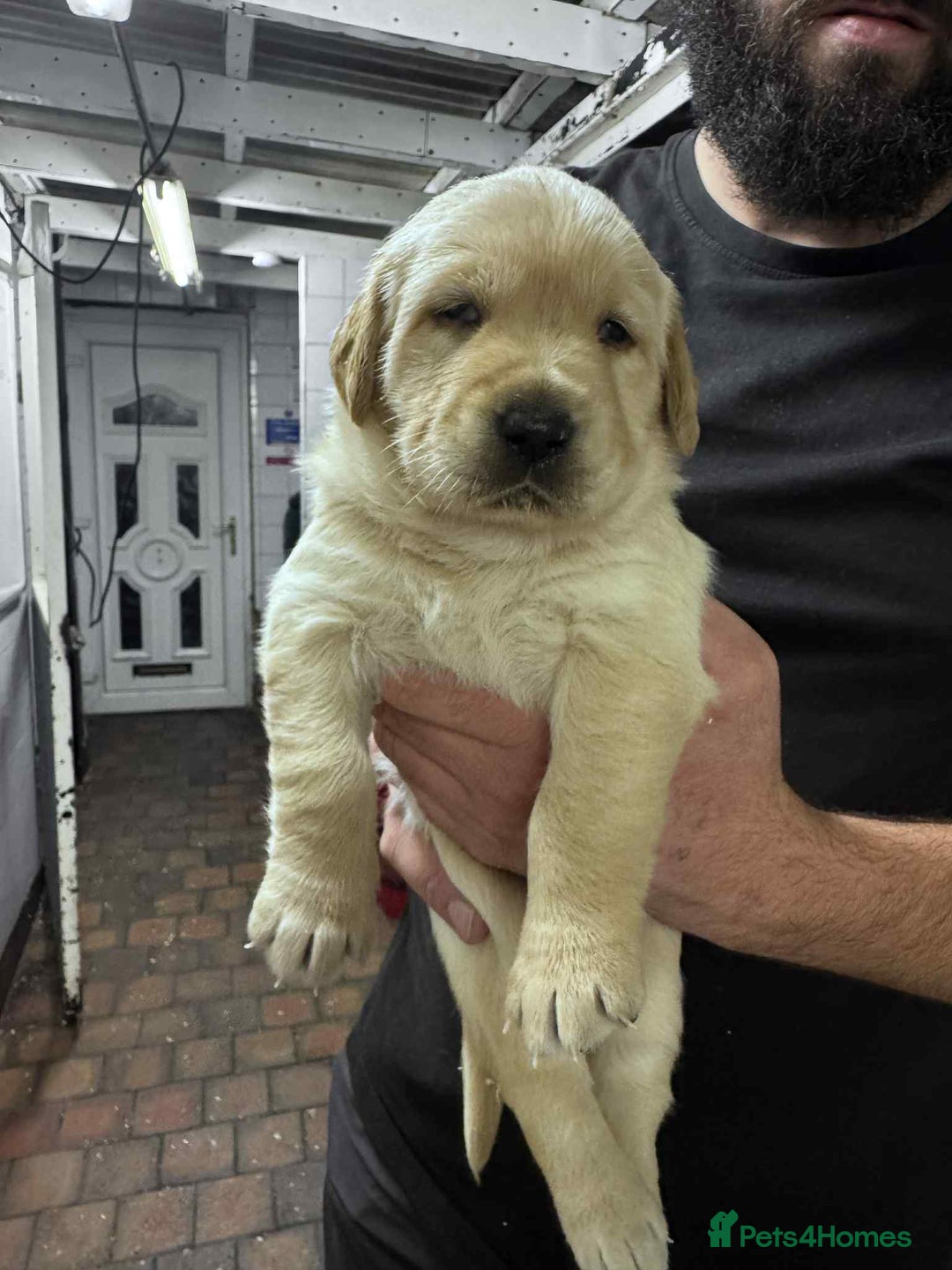 Goldador dogs for sale: Beautiful Goldador Puppies  - Image 2