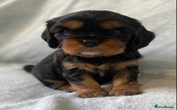 Cavalier King Charles Spaniel dogs for sale: KC Reg CKCS Puppies *health tested parents* - Image 4