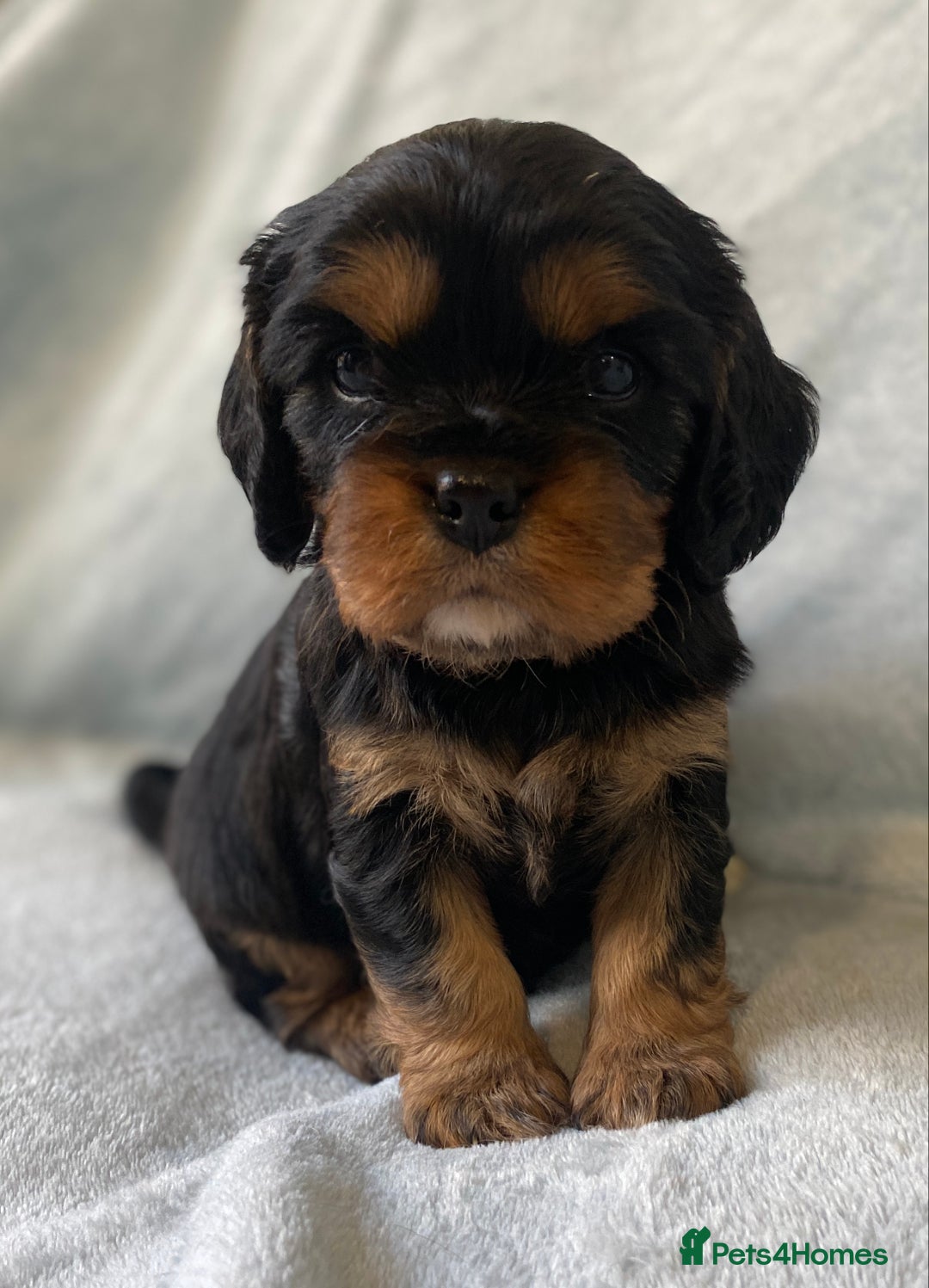 Cavalier King Charles Spaniel dogs for sale: KC Reg CKCS Puppies *health tested parents* - Image 4