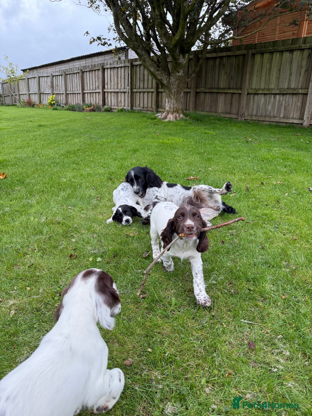 English Springer Spaniel dogs for sale: Springer spaniel puppies for sale  - Image 38
