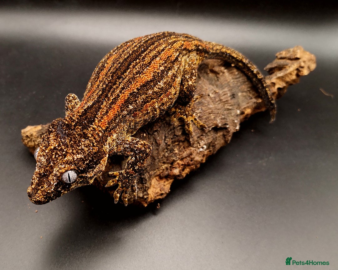 Gecko reptiles for sale: 0.2 Adult Female Gargoyle Geckos (Proven) - Image 2