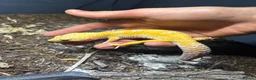 Leopard Gecko reptiles for sale: X2FULL SET UP male+female leopard gecko(breedable) in Ashton-under-Lyne - Advert 8