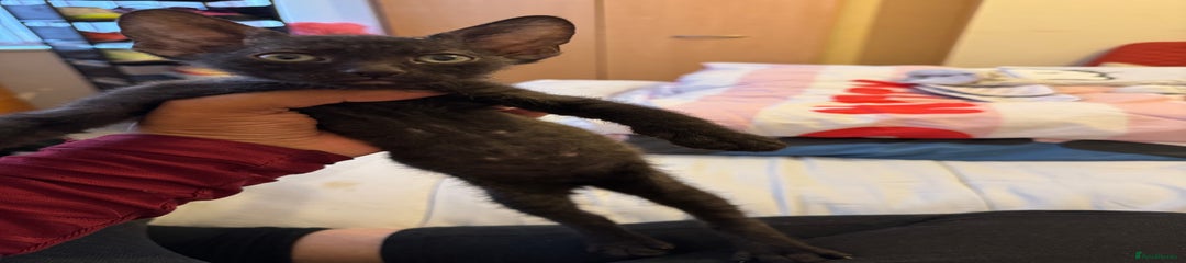 Sphynx Kitten 5