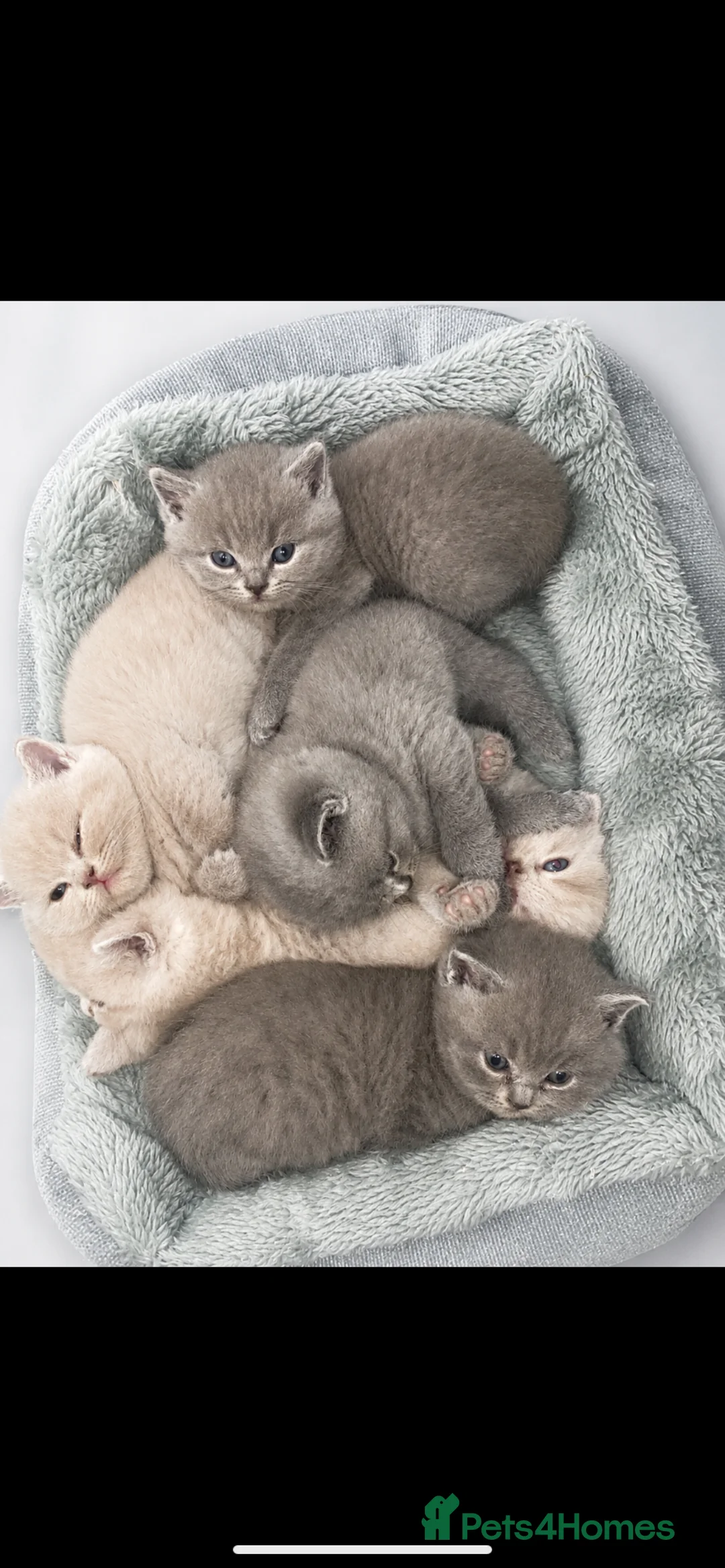 British Shorthair cats for sale: Beautiful British Shorthaired kittens - Advert 2