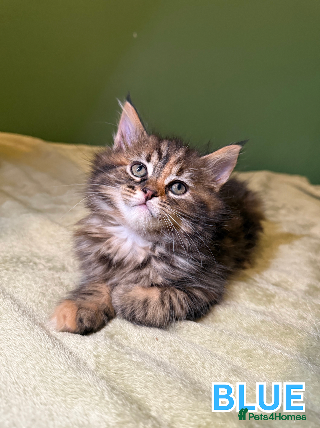 Maine Coon cats for sale: Maine Coon Cross Kittens Ready for Homes! - Advert 1