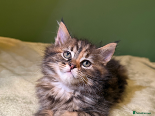 Maine Coon cats Maine Coon Cross Kittens Ready for Homes! - Advert 2