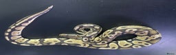 Snake reptiles for sale: Ball/royal pythons - Advert 4