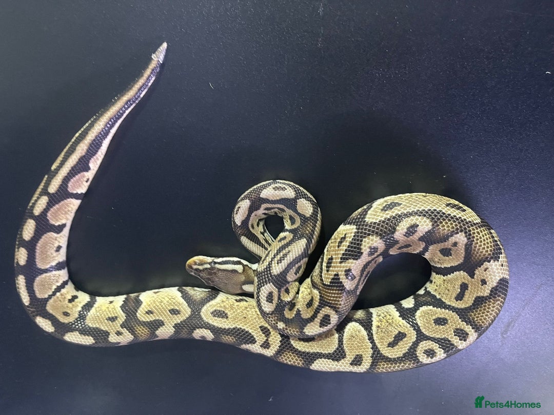 Snake reptiles for sale: Ball/royal pythons - Advert 4