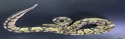 Snake reptiles for sale: Ball/royal pythons - Advert 4