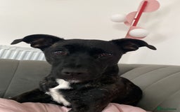 Mixed Breed dogs for sale: Lovely dog - Advert 2