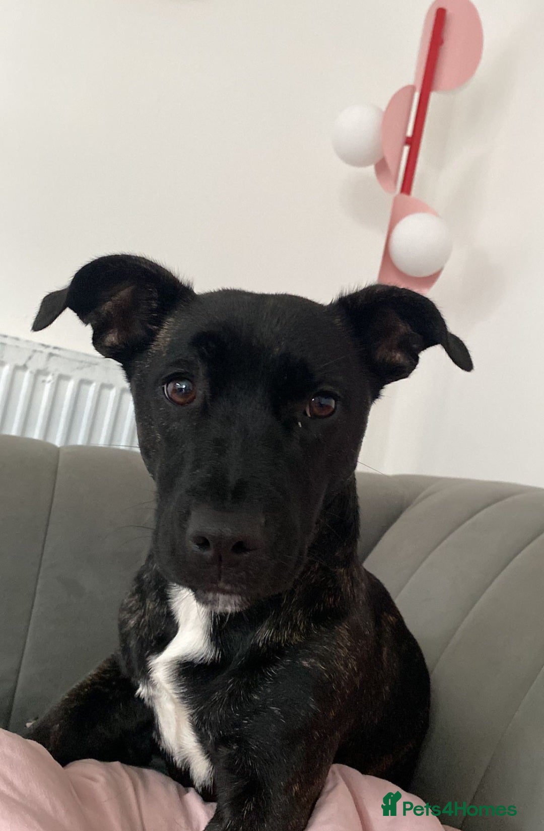 Mixed Breed dogs for sale: Lovely dog - Advert 2