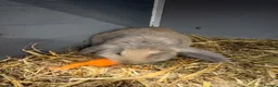 Mixed Breed rabbits for sale: Baby Rabbits in Birmingham - Advert 4
