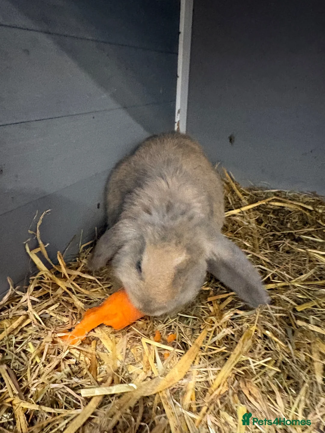 Mixed Breed rabbits for sale: Baby Rabbits in Birmingham - Advert 4