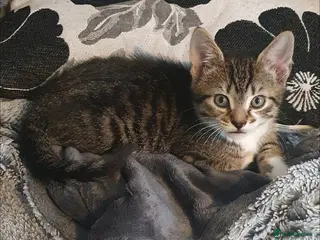 Bengal cats STUNNING MIXED BENGAL BOY - Advert 9