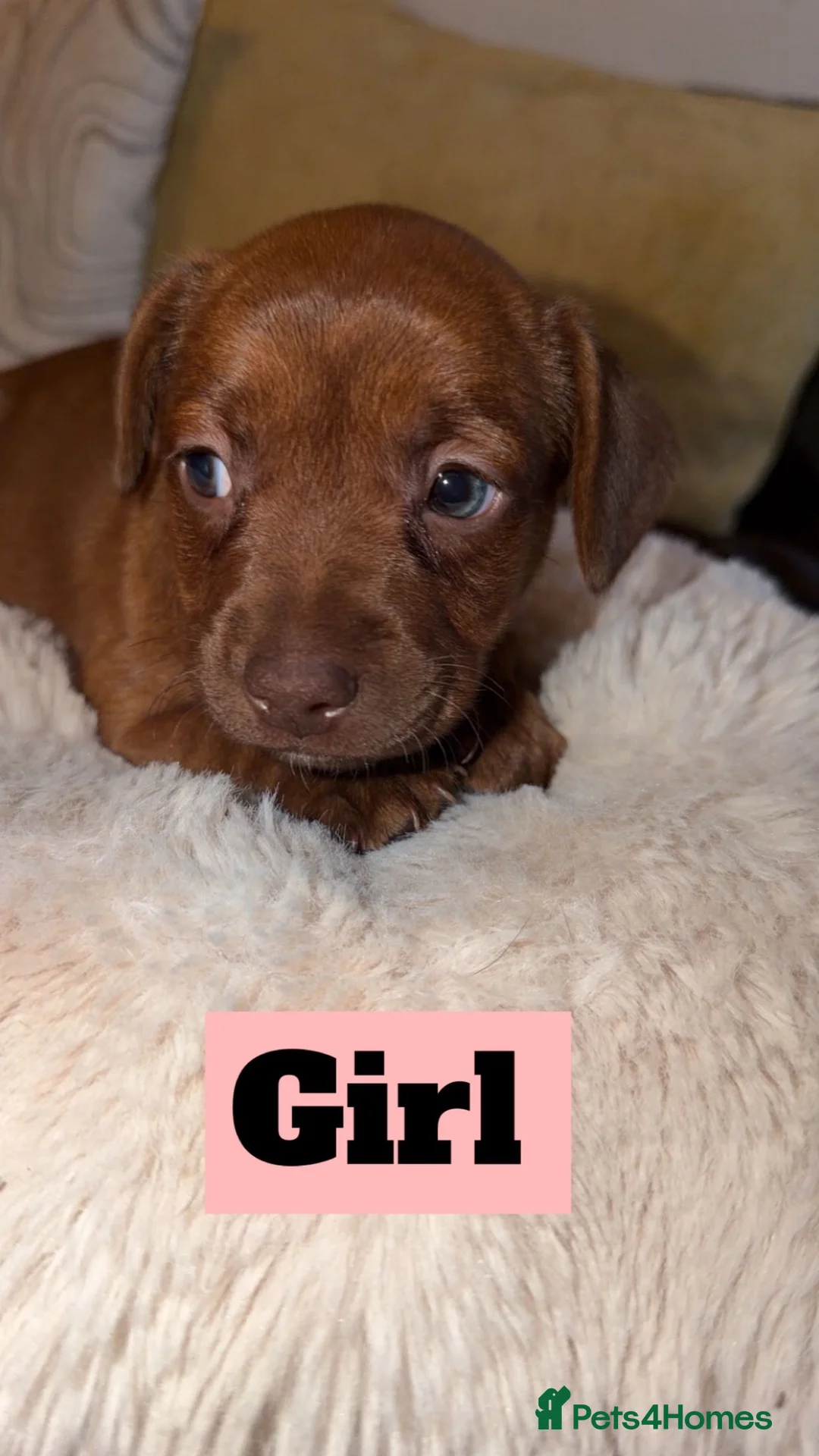 Mixed Breed dogs for sale: ✨ French Bull Wieners ✨ PUPPIES 🐶  - Advert 6