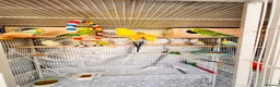 Budgerigars birds for sale: 14 Breeding Budgies, Cage, Food, Toys & Nest Boxes - Advert 11