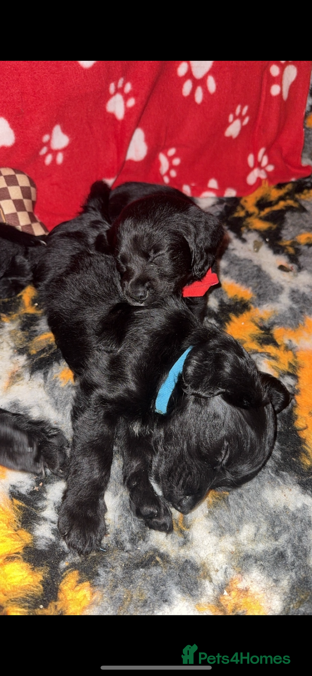 Mixed Breed dogs for sale: 4 Gorgeous Cocker Spaniel Cross Border Collies - Image 3