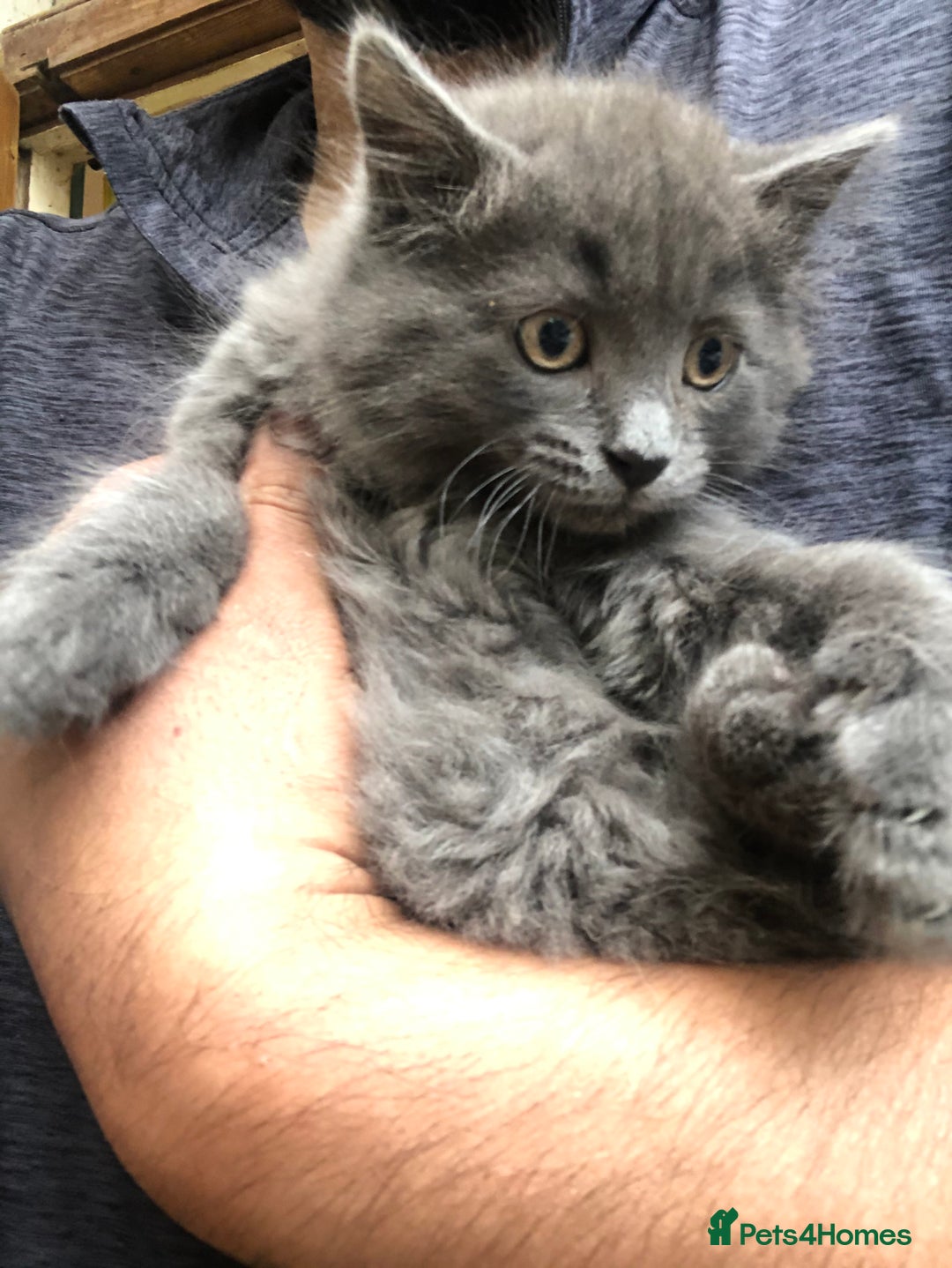 Mixed Breed cats for sale: Stunning silver Maine coon x kittens ready now  - Image 2