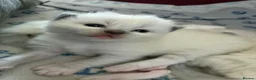 Ragdoll cats for sale: Beautiful male ragdoll kittens - Advert 15
