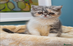 Exotic cats for sale: Beautiful exotic tourtie and white girl  - Image 1